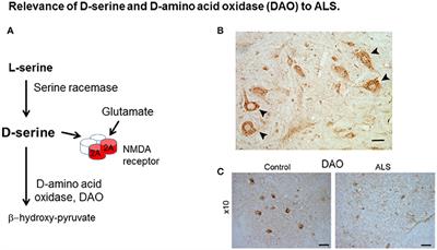 Focus on the Role of D-serine and D-amino Acid Oxidase in Amyotrophic Lateral Sclerosis/Motor Neuron Disease (ALS)